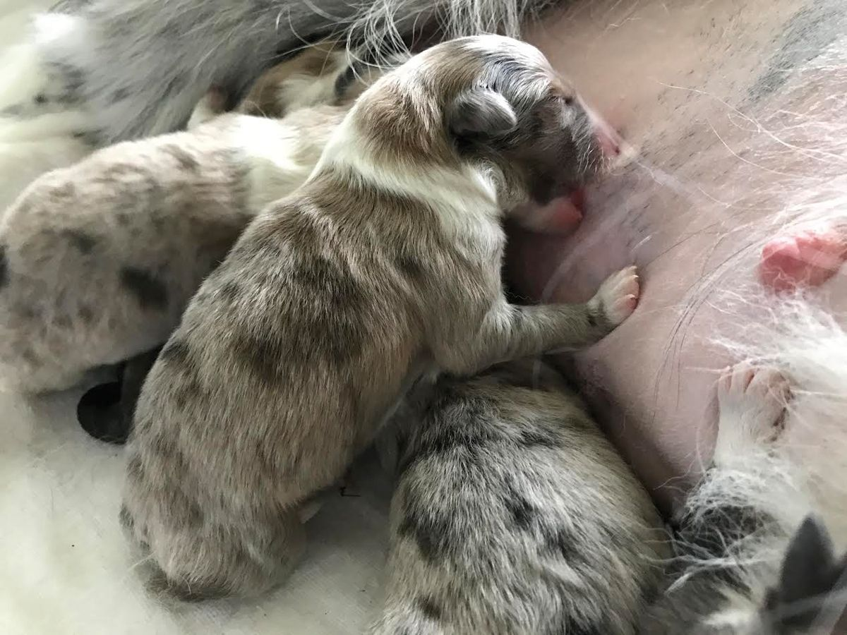  L’ingestion de colostrum dans les 12 à 16 premières heures suivant la naissance est essentielle à la croissance et à la survie des chiots nouveau-nés. Les plus petits chiots d’une portée peuvent être désavantagés, leur capacité de succion étant souvent inférieure à celle de leurs frères et soeurs plus gros.