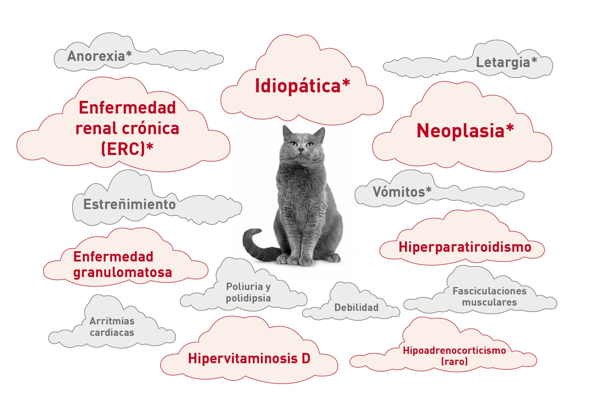 Nubes de palabras en torno a un gato que muestran etiologías y signos comunes de hipercalcemia