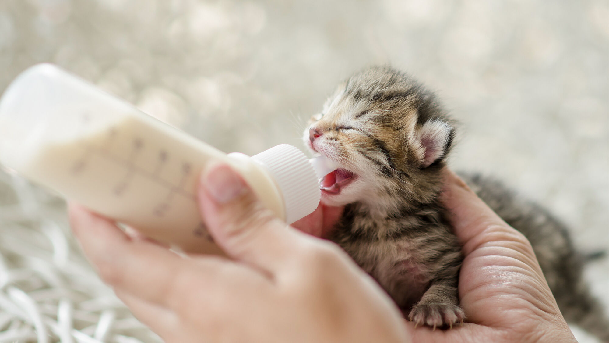 Newborn kitten being bottle-fed by breeder