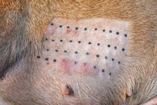 Diagnostic algorithm for dogs suffering from food allergies and chronic pruritus