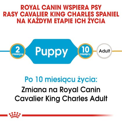 RC-BHN-PuppyCavalierKingCharles-CM-EretailKit-1-pl_PL