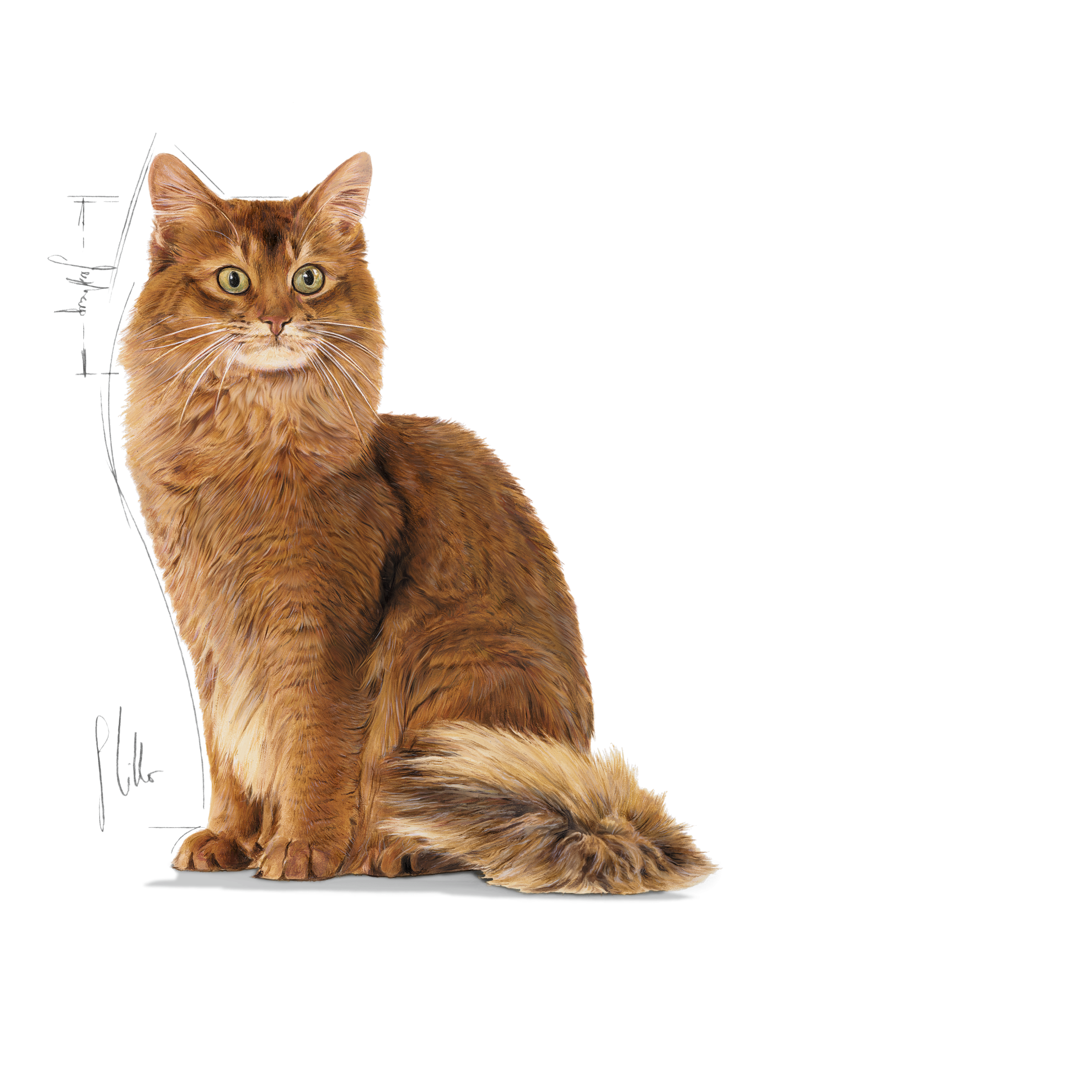 Royal canin 2024 cat weight