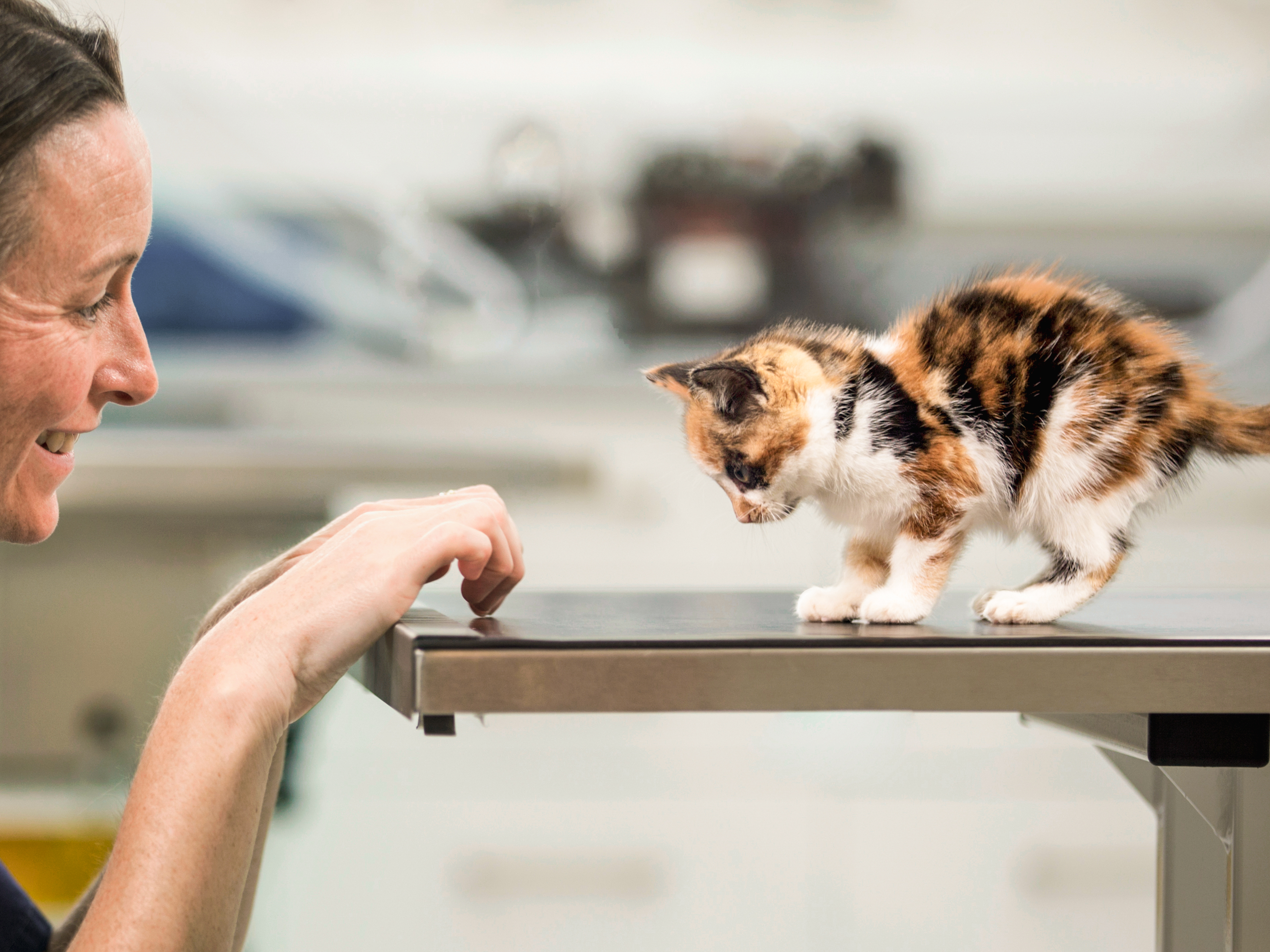 Kitten on an examination table being observed by a vet