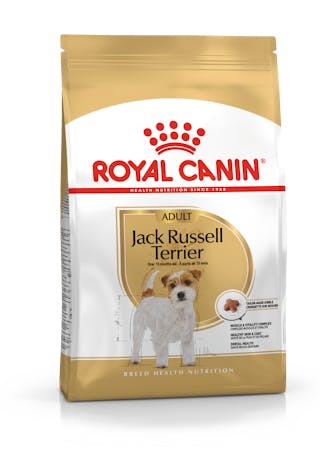 Jack Russel Terrier Adult