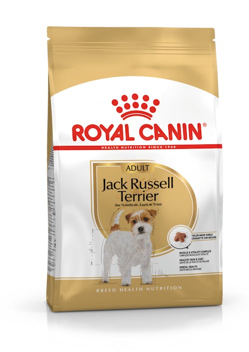 Jack Russell Adult