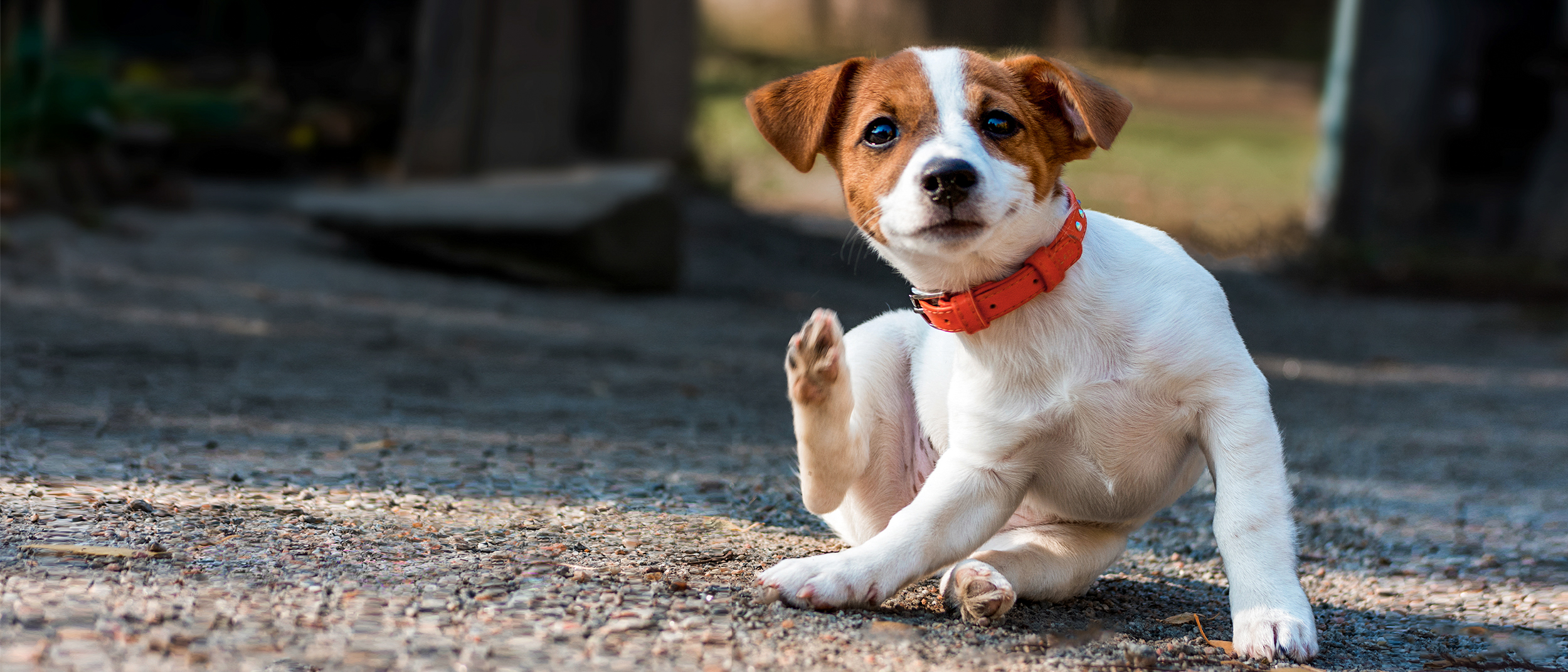 Puppy Jack Russell sitting outdoors scratching itself.