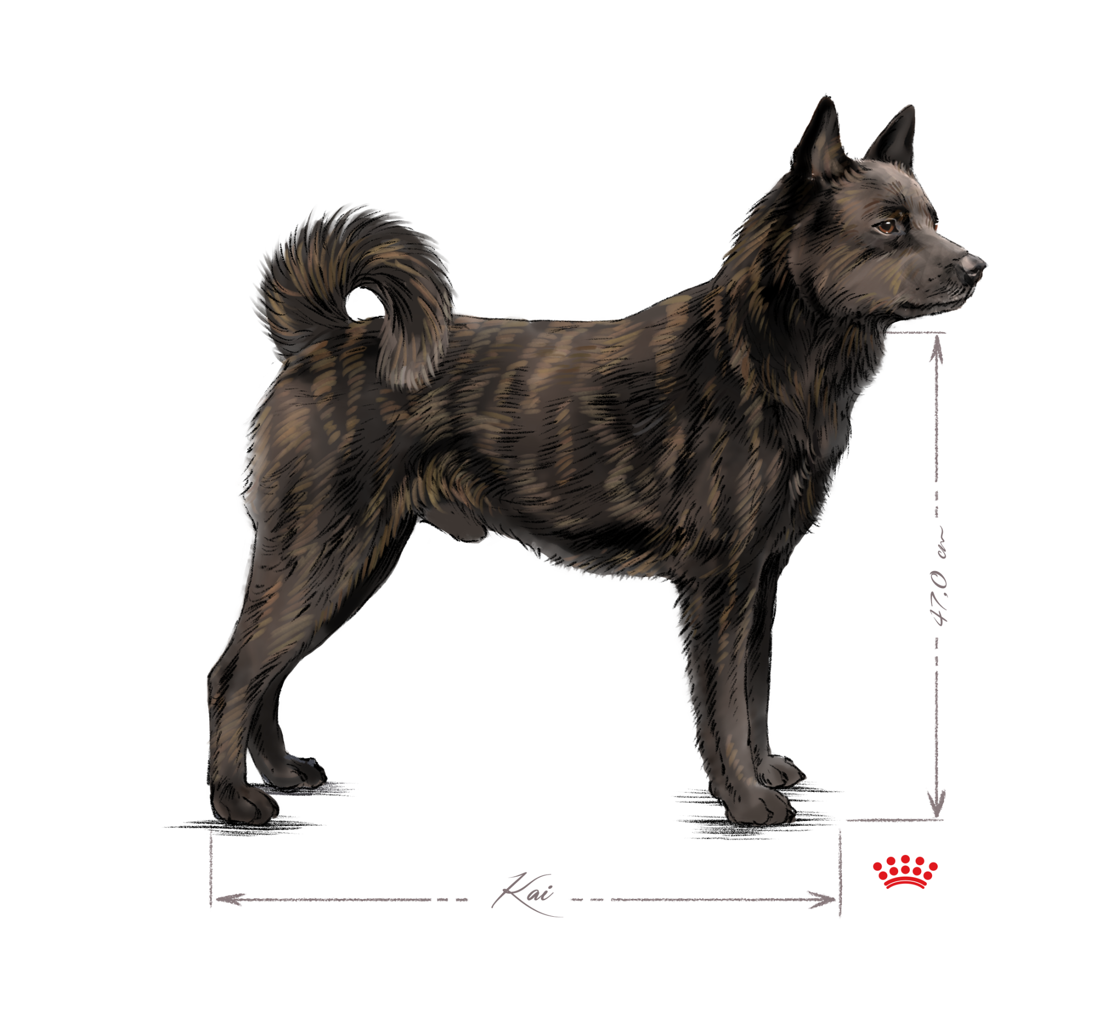 Kai adult black and white