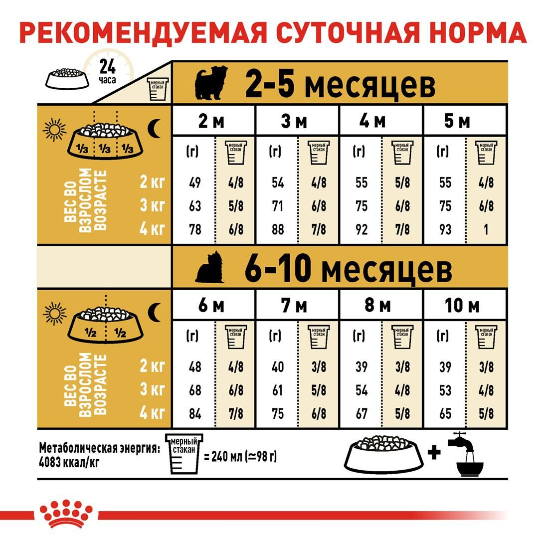 Yorkshire Terrier Puppy