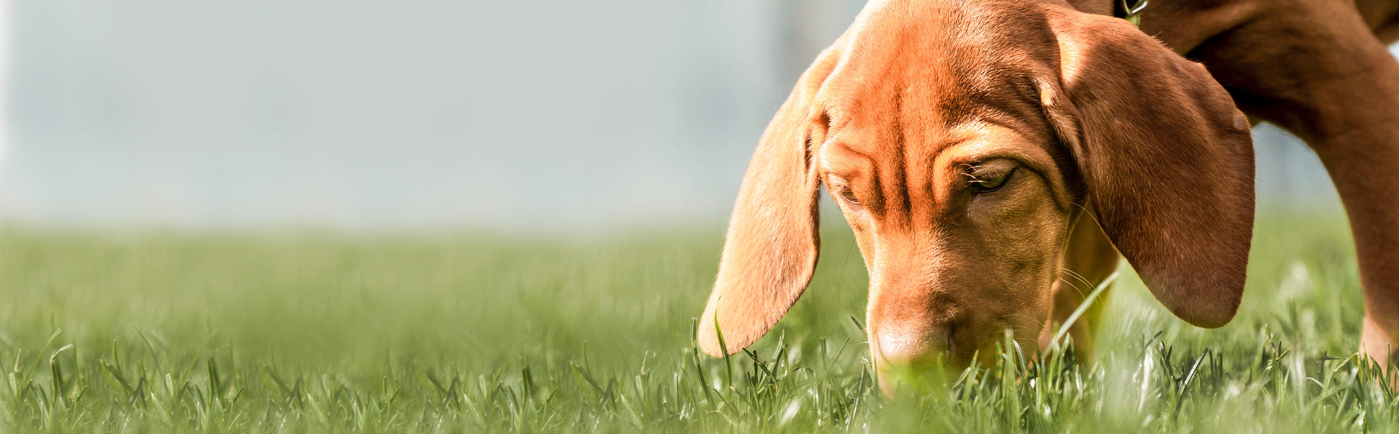 Hungarian Vizsla puppy outdoors sniffing grass