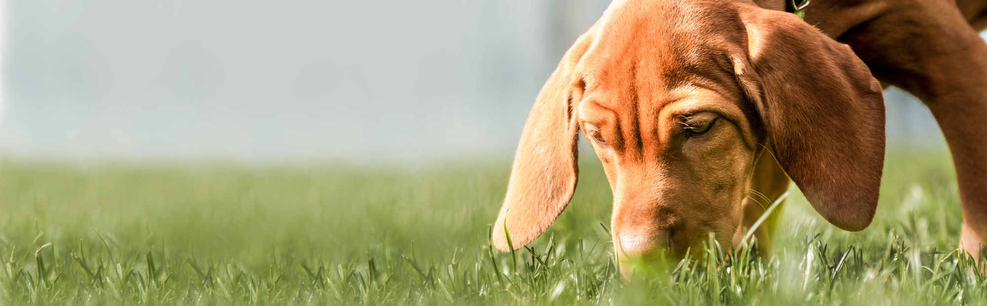 Hungarian Vizsla puppy outdoors sniffing grass