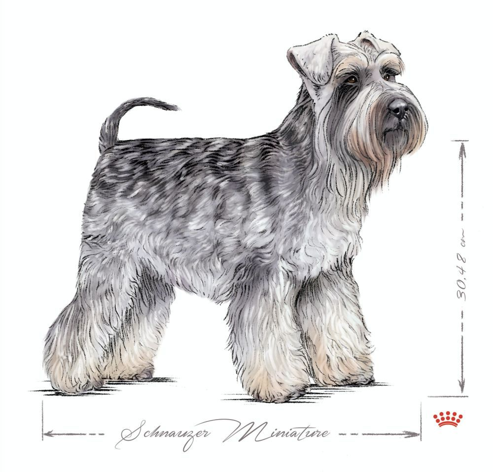 Schnauzer Nano adulto in bianco e nero