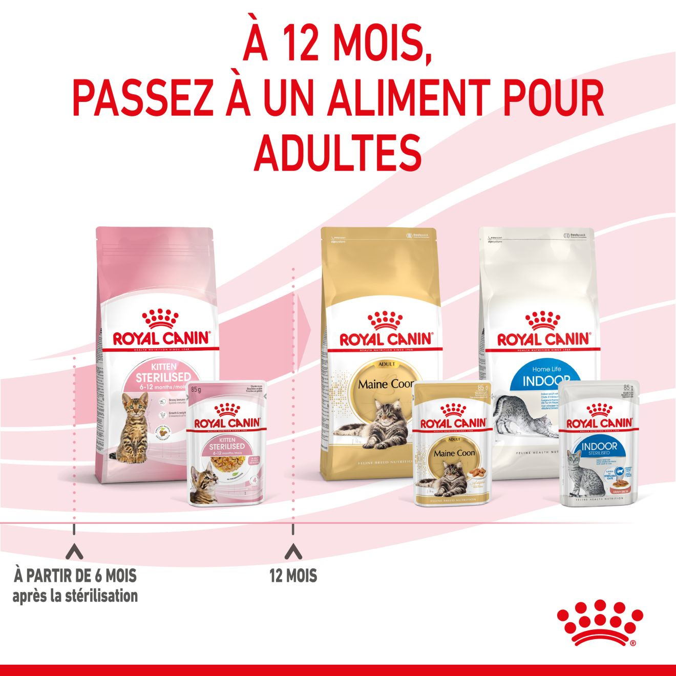 Kitten Sterilised Jelly (émincés en gelée)