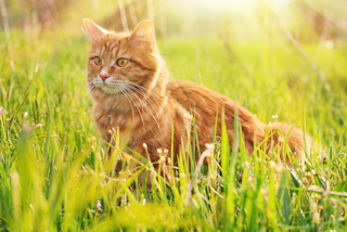 How to get rid of fleas