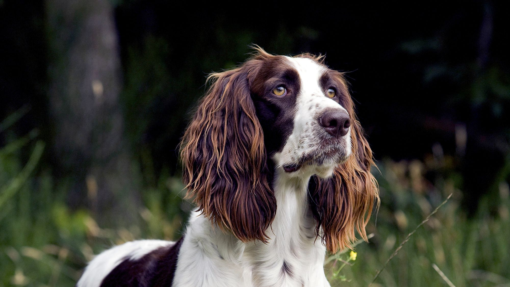 Close-up of a French Spaniel looking into the distance