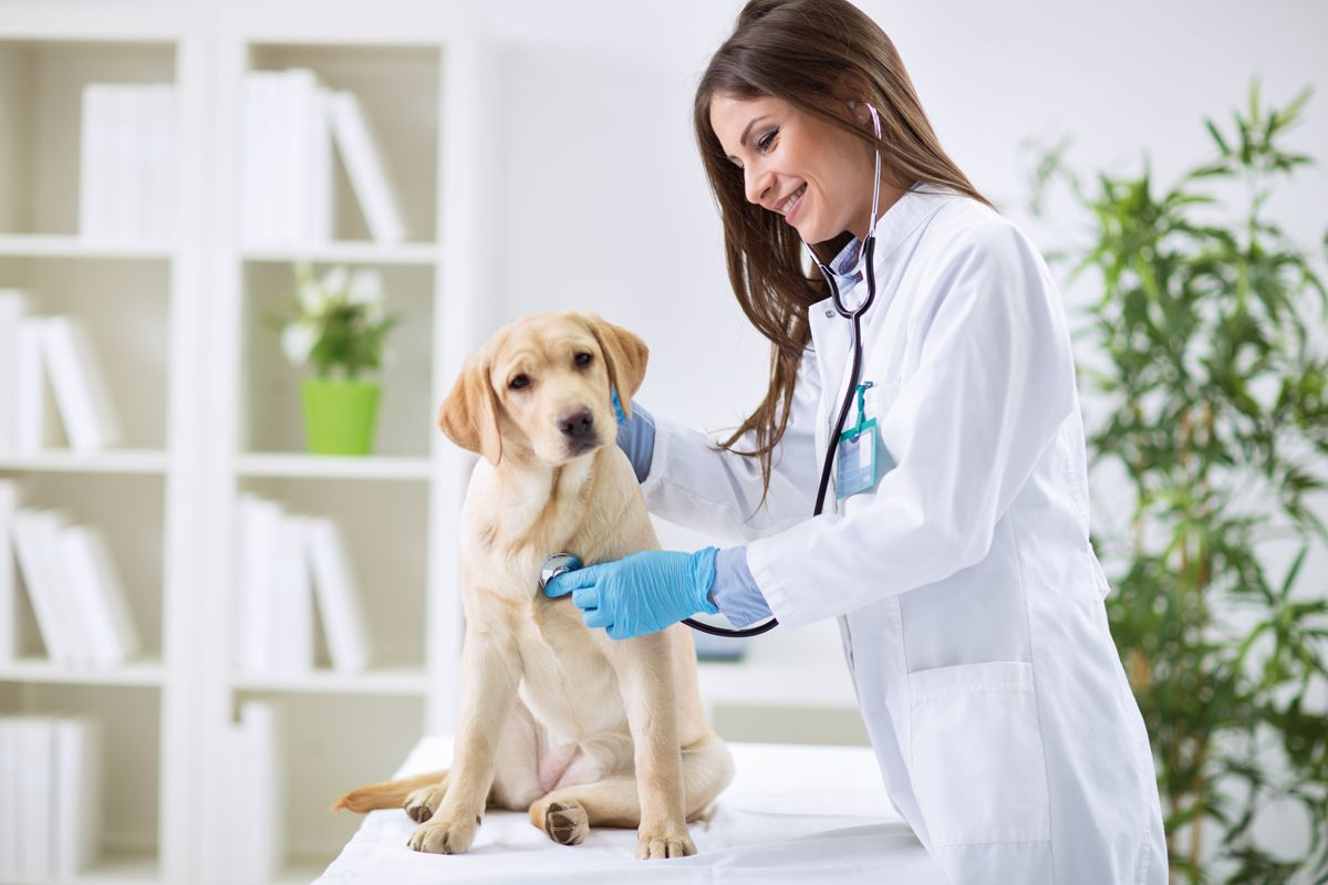 The emotional well-being of veterinarians is a fundamental aspect of their professional success.
