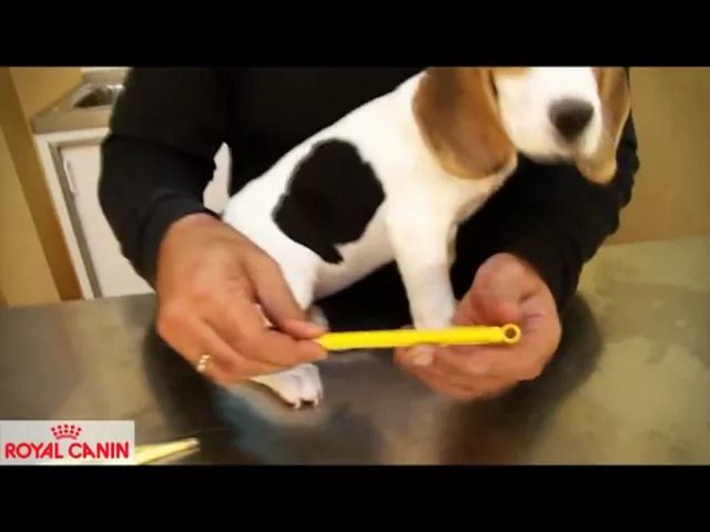Cómo tomarle la temperatura a un perro o un gato - Salud Royal Canin