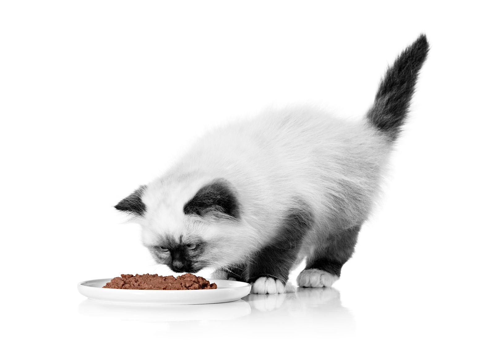 Sacred Birman kitten eating wet food in black and white on a white background