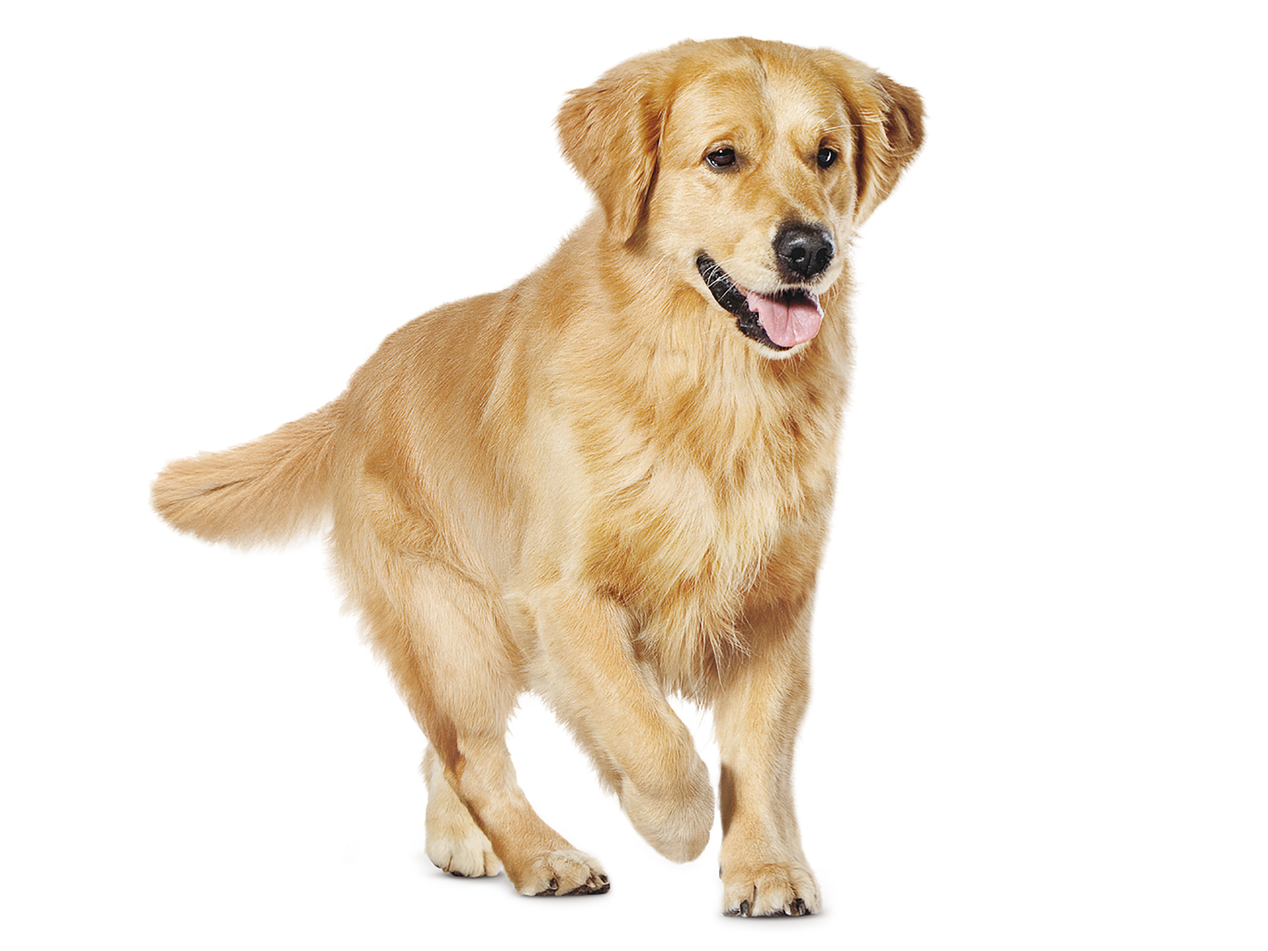 Golden Retriever adult black and white