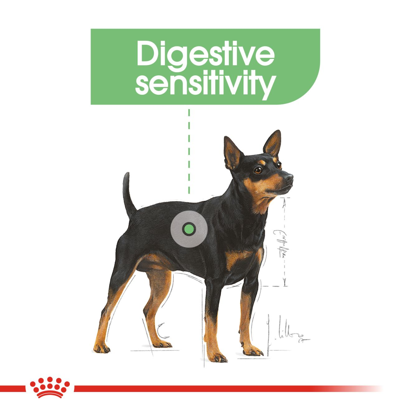 อาหารสุนัขโต ที่ต้องการดูแลระบบย่อยอาหาร ชนิดเปียก (DIGESTIVE CARE LOAF)