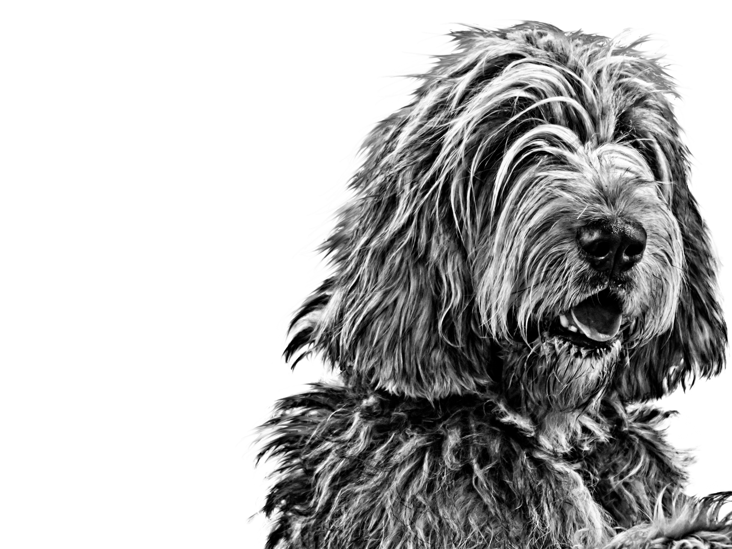 Otterhound adulto in bianco e nero