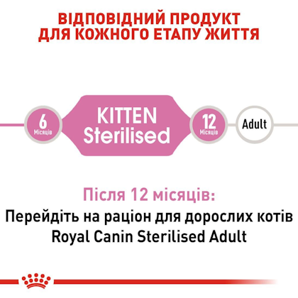 RC-FHN-KittenSterilised_2-UA.jpg