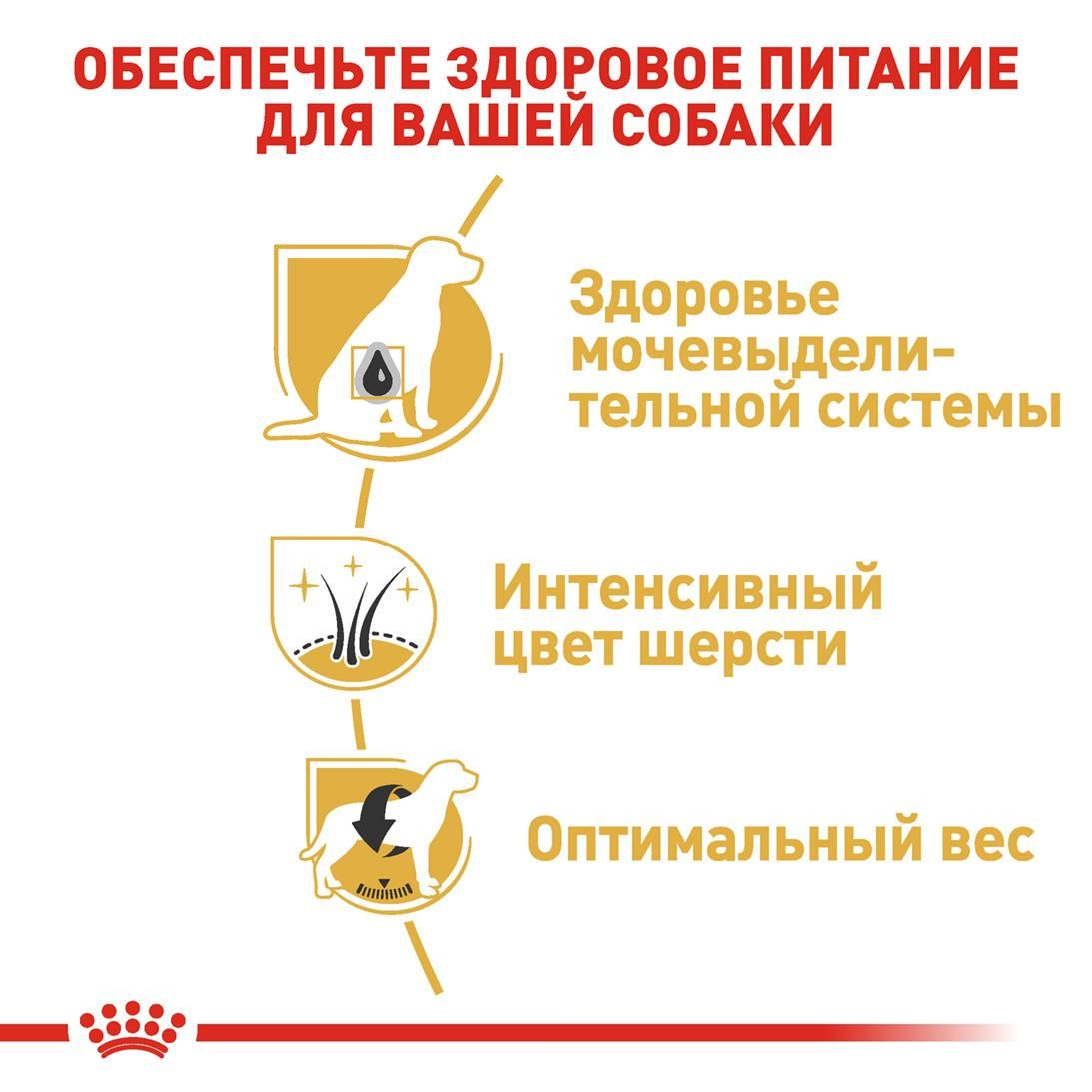 Miniature Schnauzer Adult