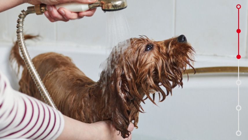 long haired brown dog taking a bath