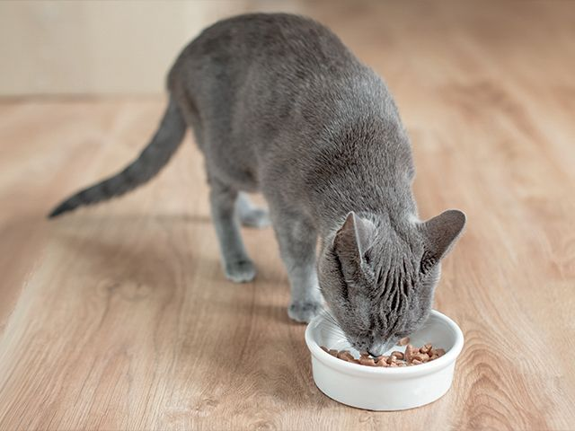 Best cat food urinary clearance health