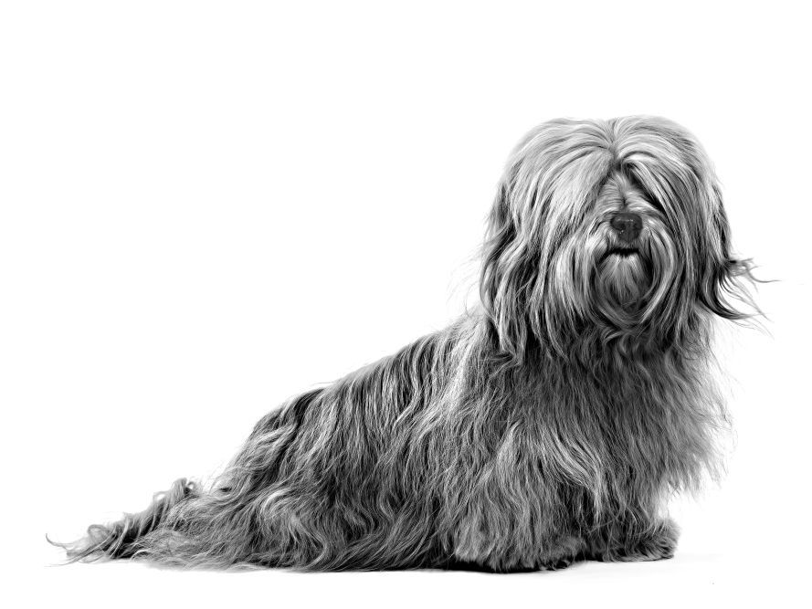 Vue de profil d'un bichon havanais assis, en noir et blanc