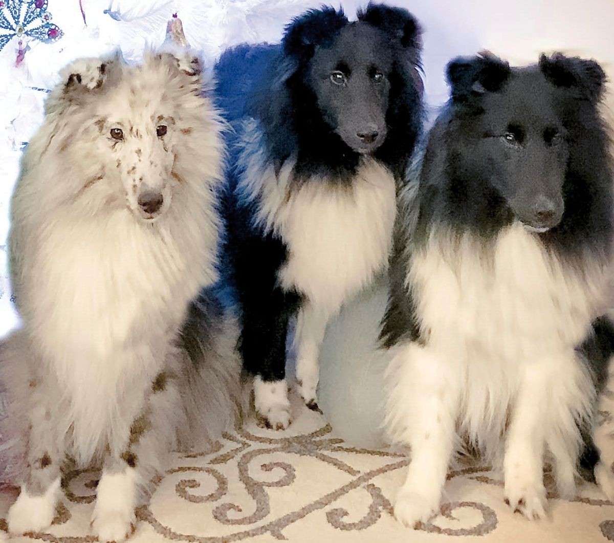 Le Shetland à gauche arbore une robe merle, couleur principalement observée chez les races de chiens de berger. Mais, malheureusement pour ceux qui souhaiteraient introduire cette couleur dans leurs lignées, un certain nombre des races de chiens de berger sont également porteuses de la mutation MDR1 (multi-drug resistance 1). 