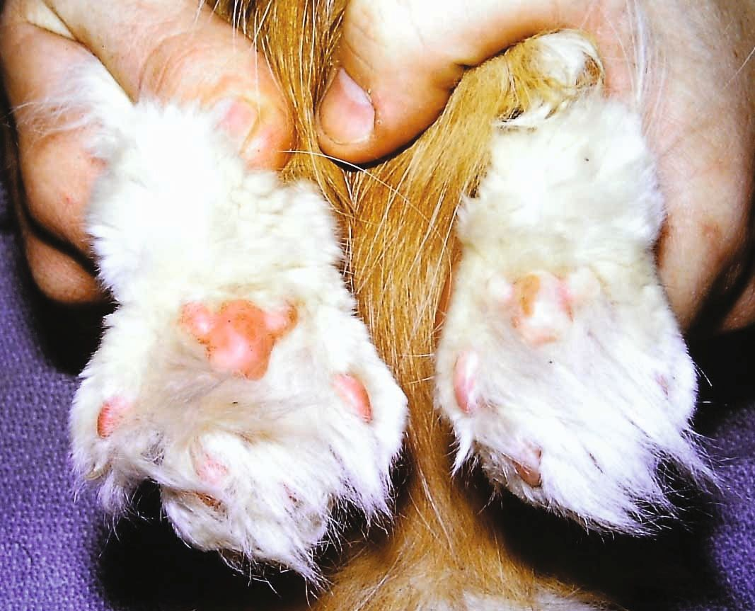 Bei einer Katze mit unpigmentierten Pfotenballen können das Vorhandensein 