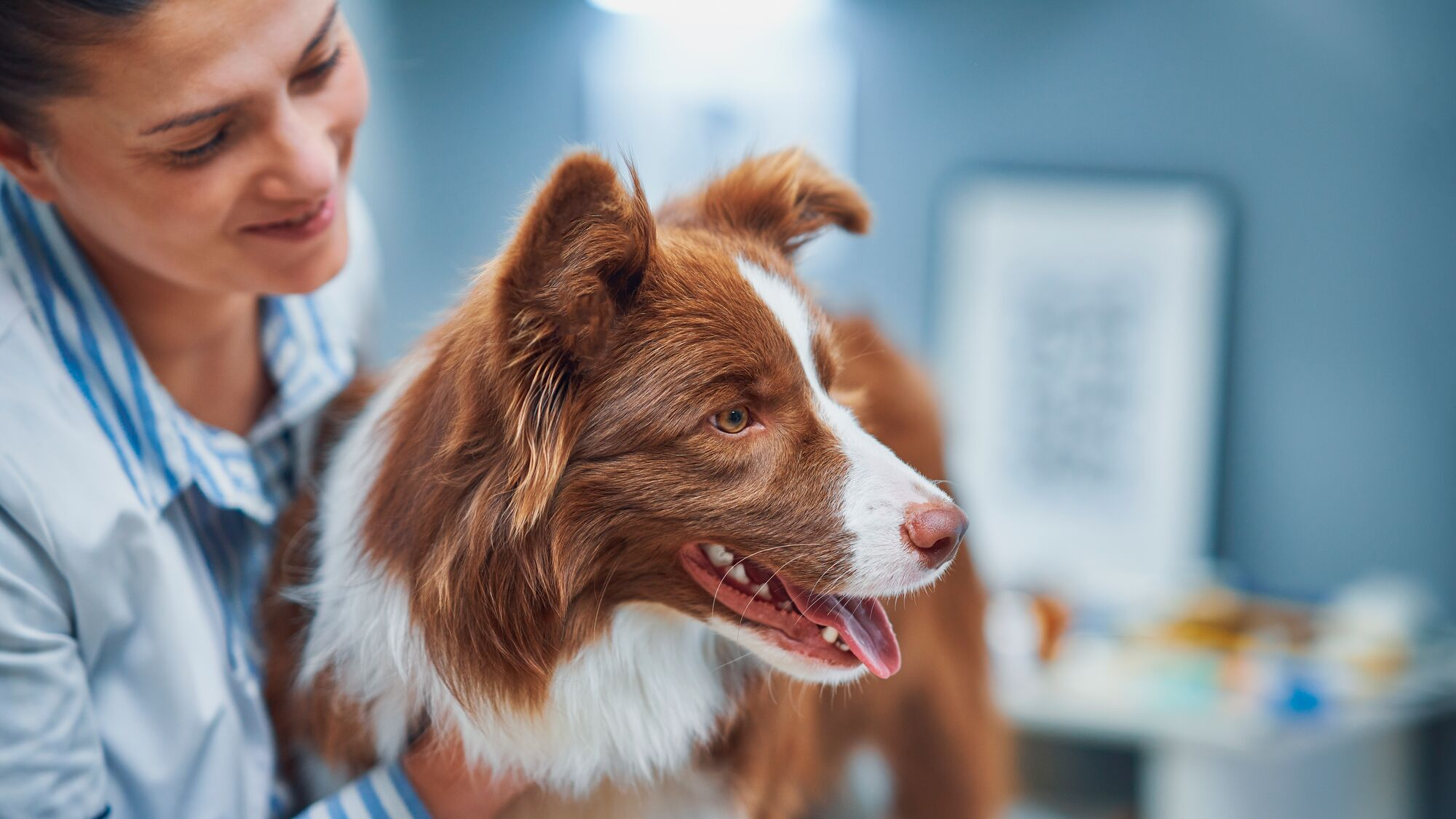 Brązowy border collie trzymany przez lekarza weterynarii