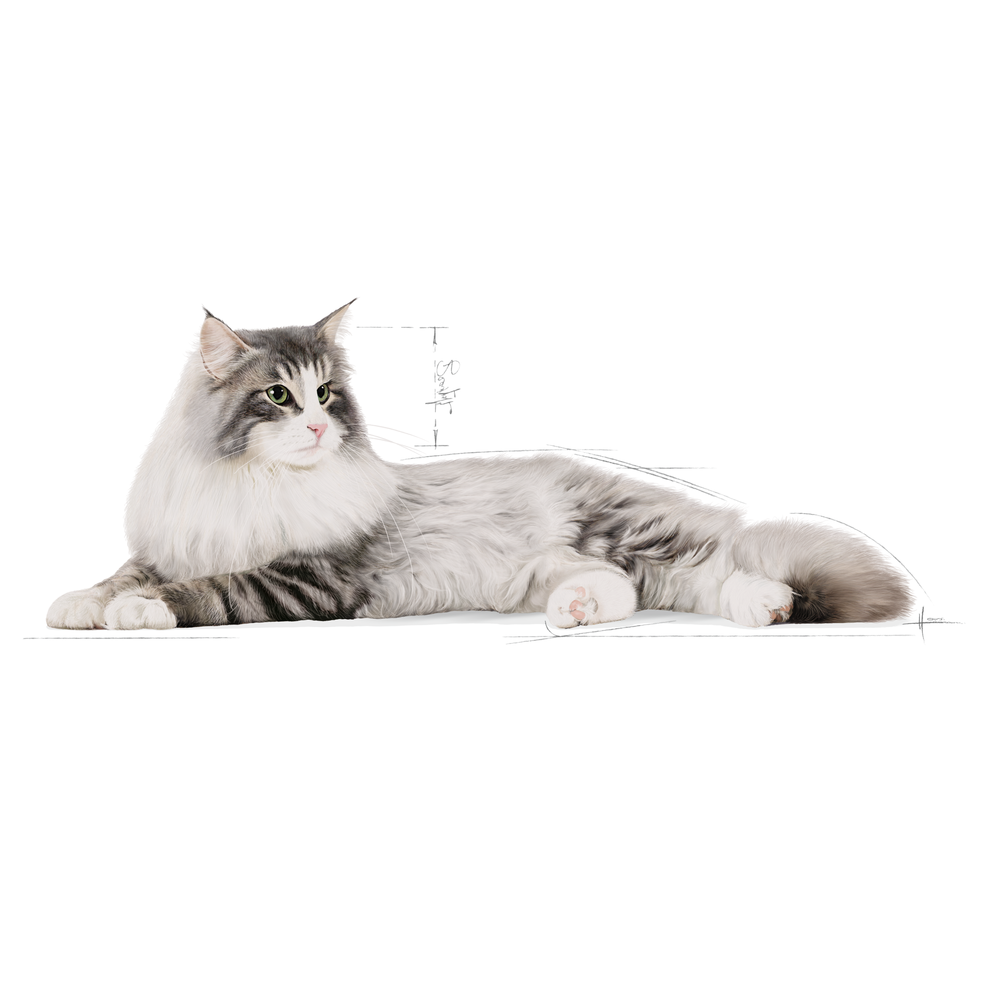 Norwegian Forest Cat Adult