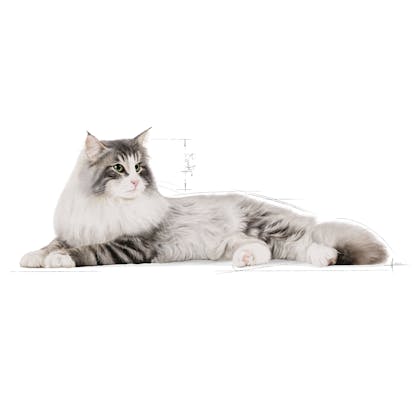 Norwegian Forest Cat | 로얄캐닌