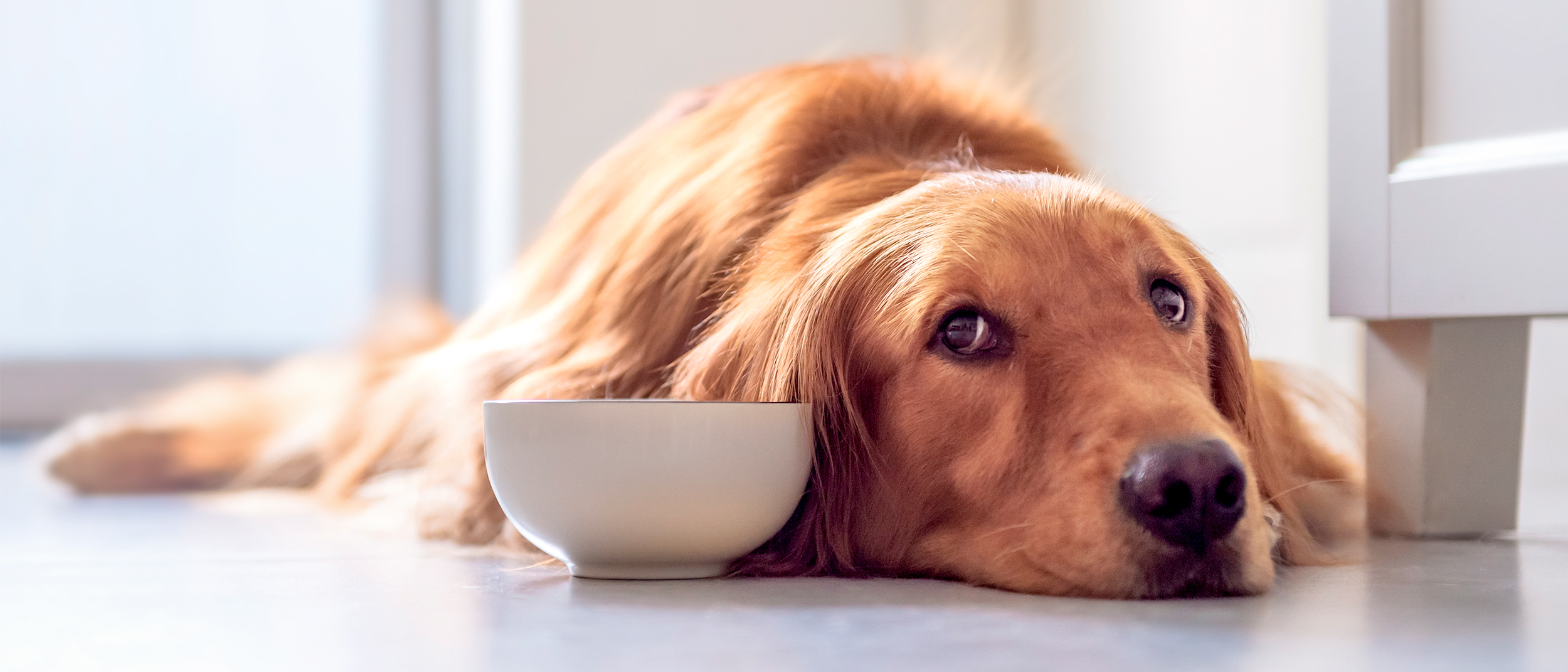 Adult Golden Retriever lying down in a kitchen next to a bowl.