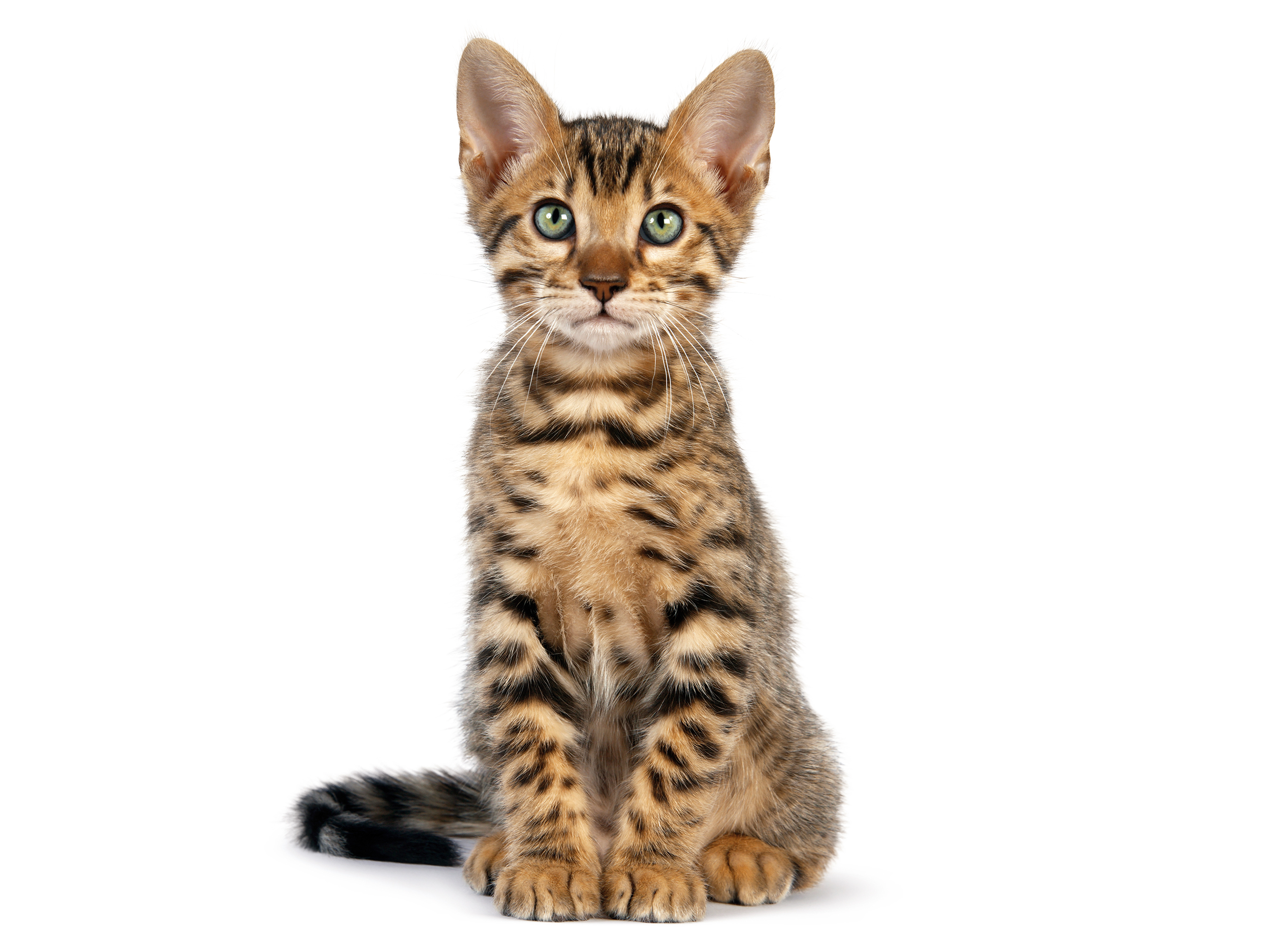 royal canin bengal kitten