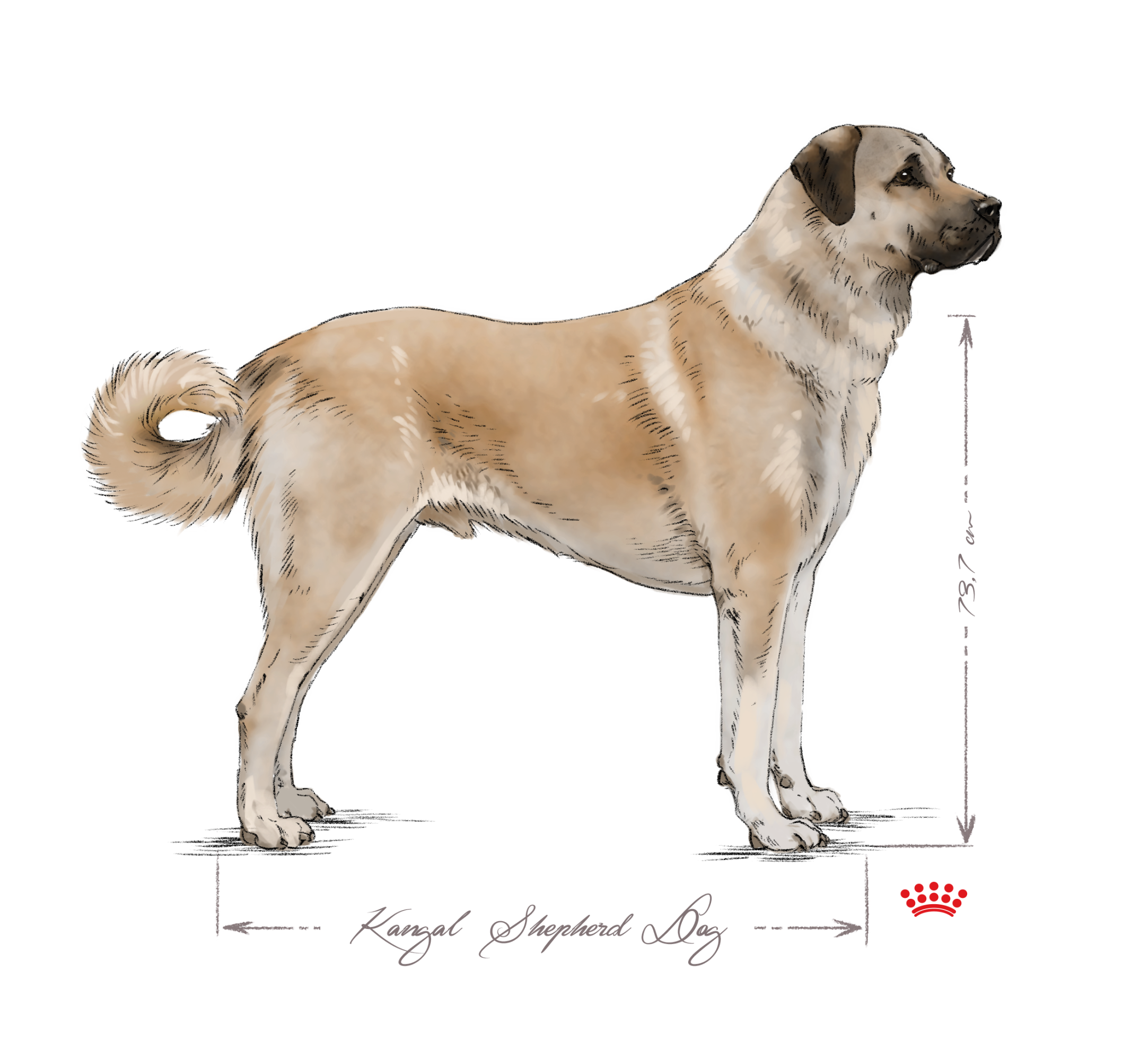 Kangal Shepherd Dog adult black and white