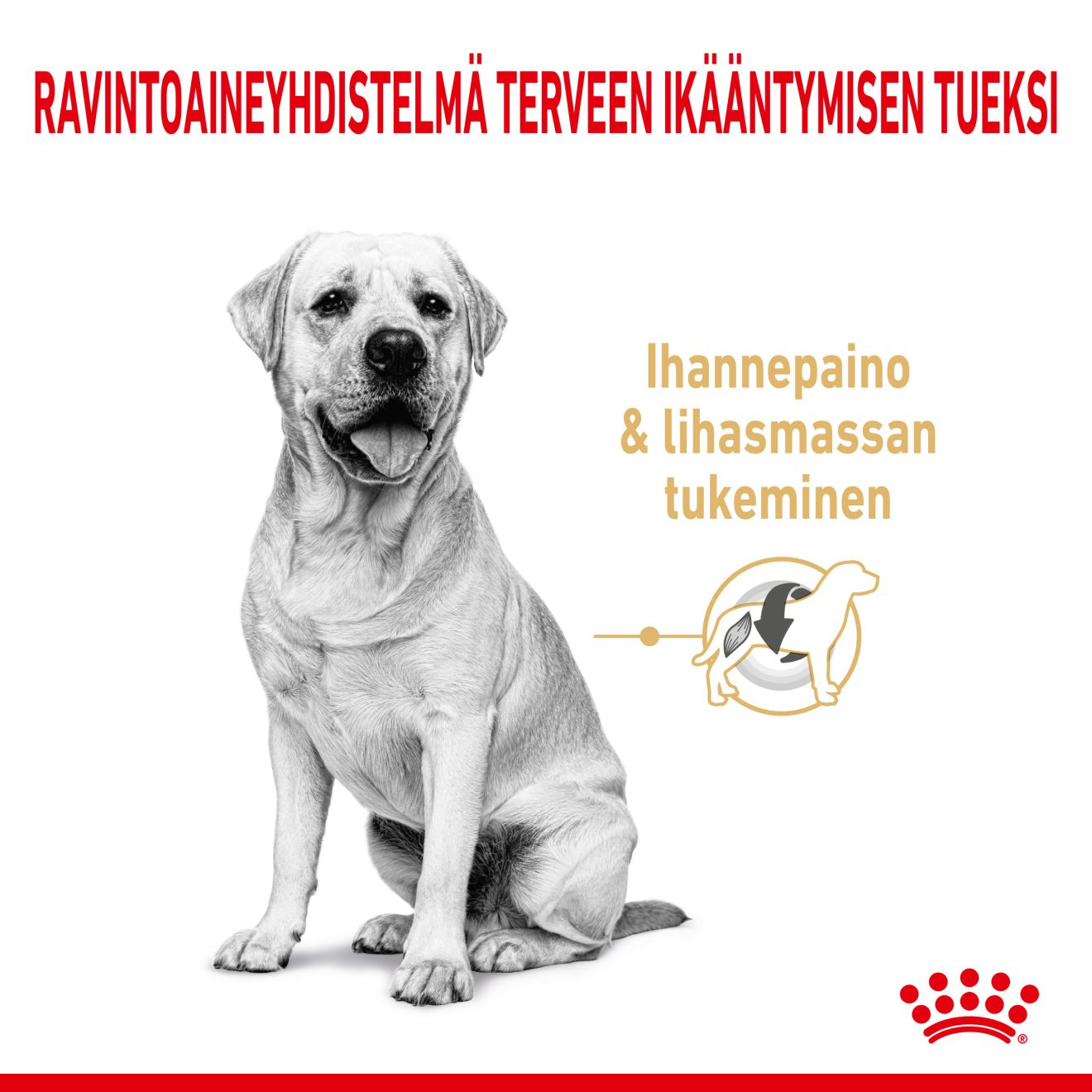 Labrador Retriever 5+