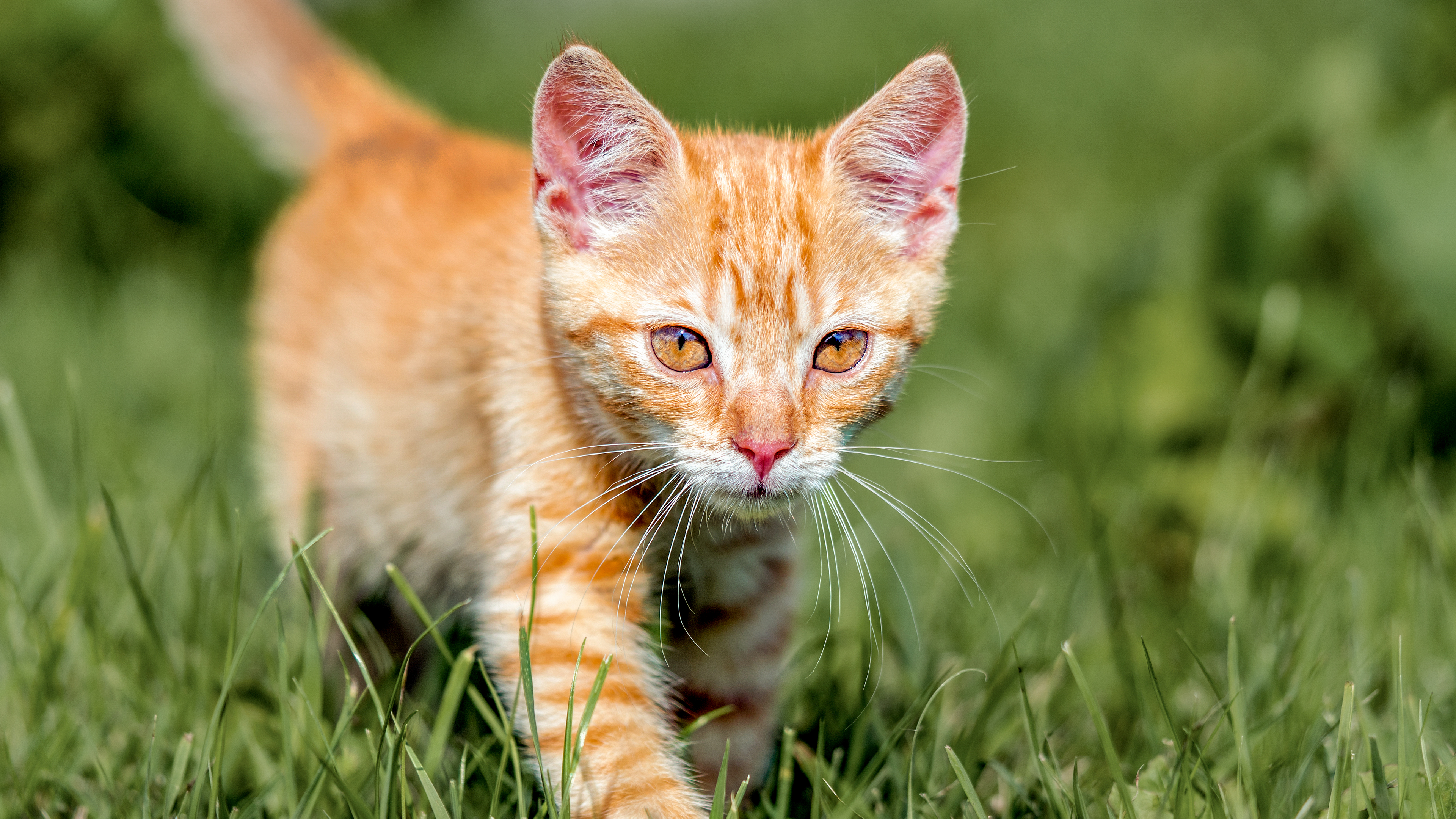 Ginger kitten outdoors walking through grass