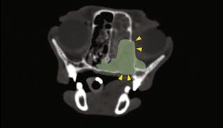 Cat with upper respiratory symptoms