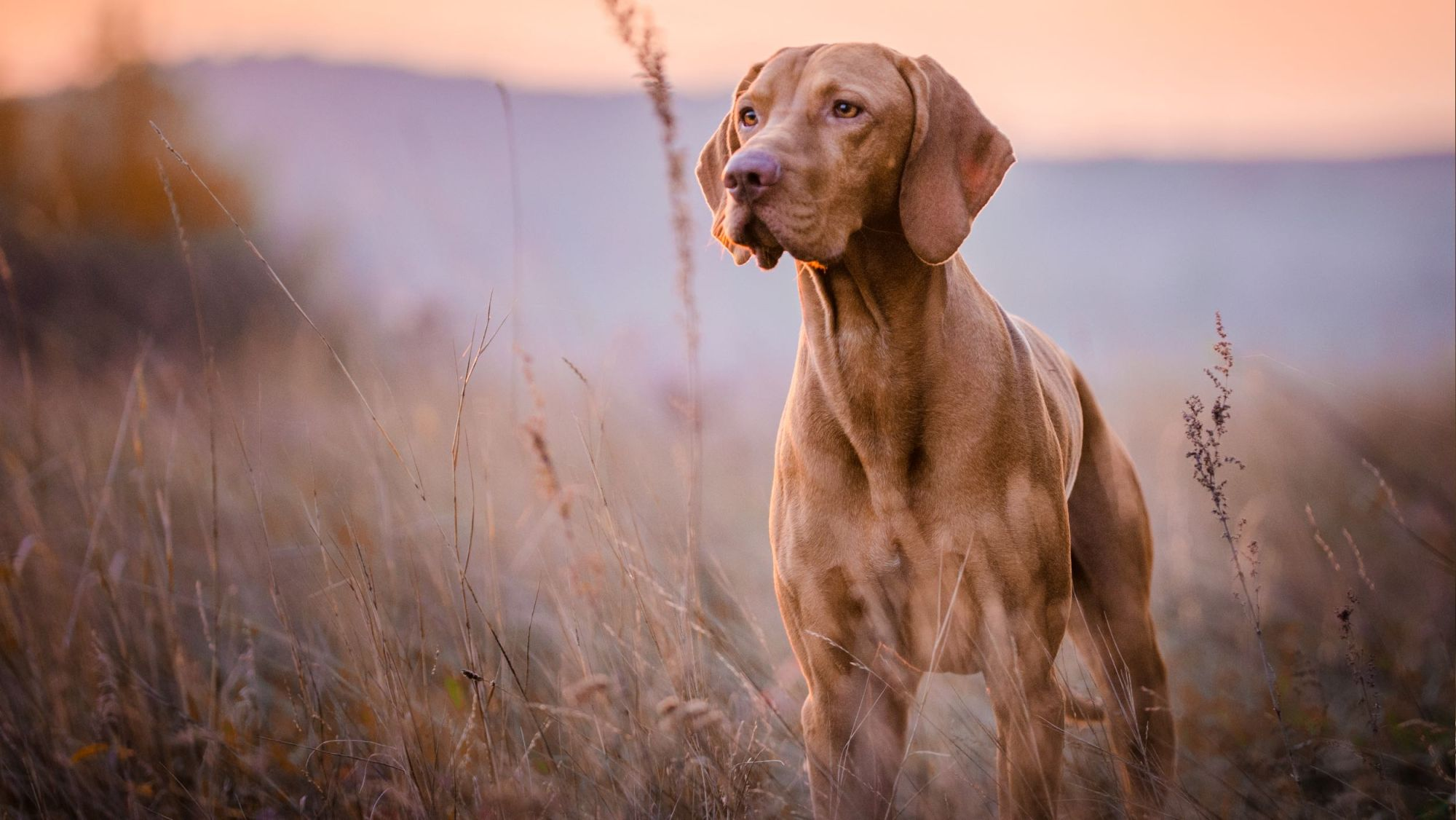 Cachorro de Beagle corriendo al aire libre con una pelota roja en la boca
