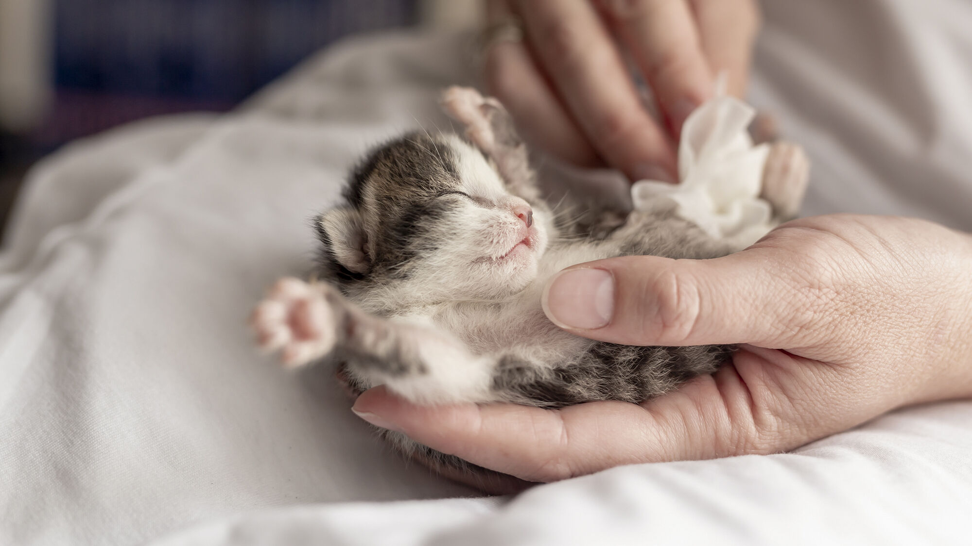 Newborn kitten being cleaned by breeder