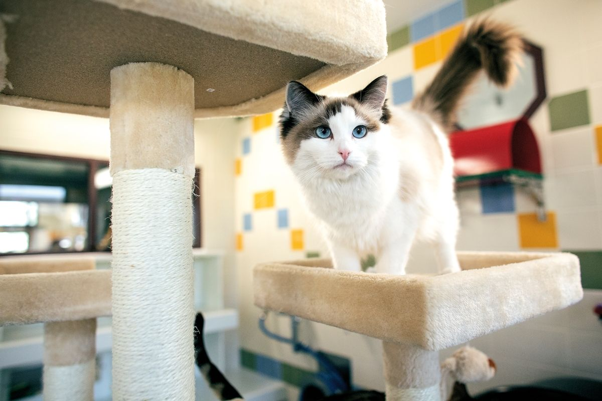 Katzen sind in speziellen großen Räumen untergebracht, deren Design ein Maximum an Stimulation und Möglichkeiten für Erholung und Bewegung bietet, wie zum Beispiel Klettergerüste. 