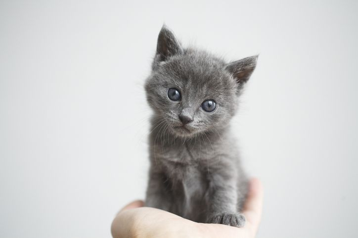 Grijze kitten die in een hand wordt gehouden