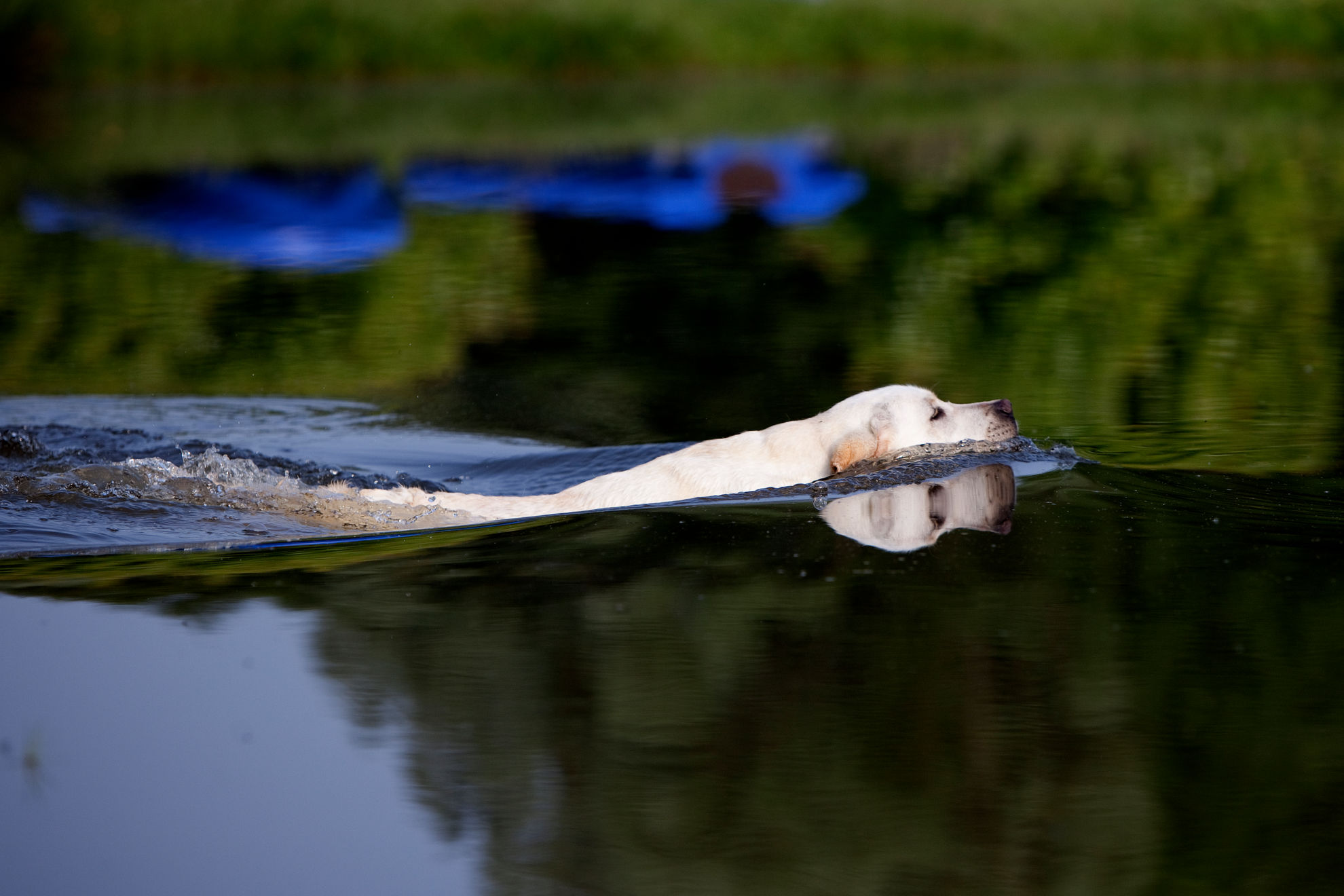 Labrador swimming in a river