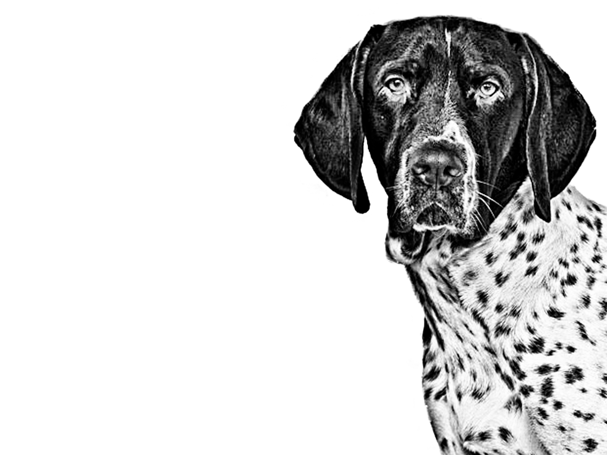 Royal canin shop german shorthaired pointer