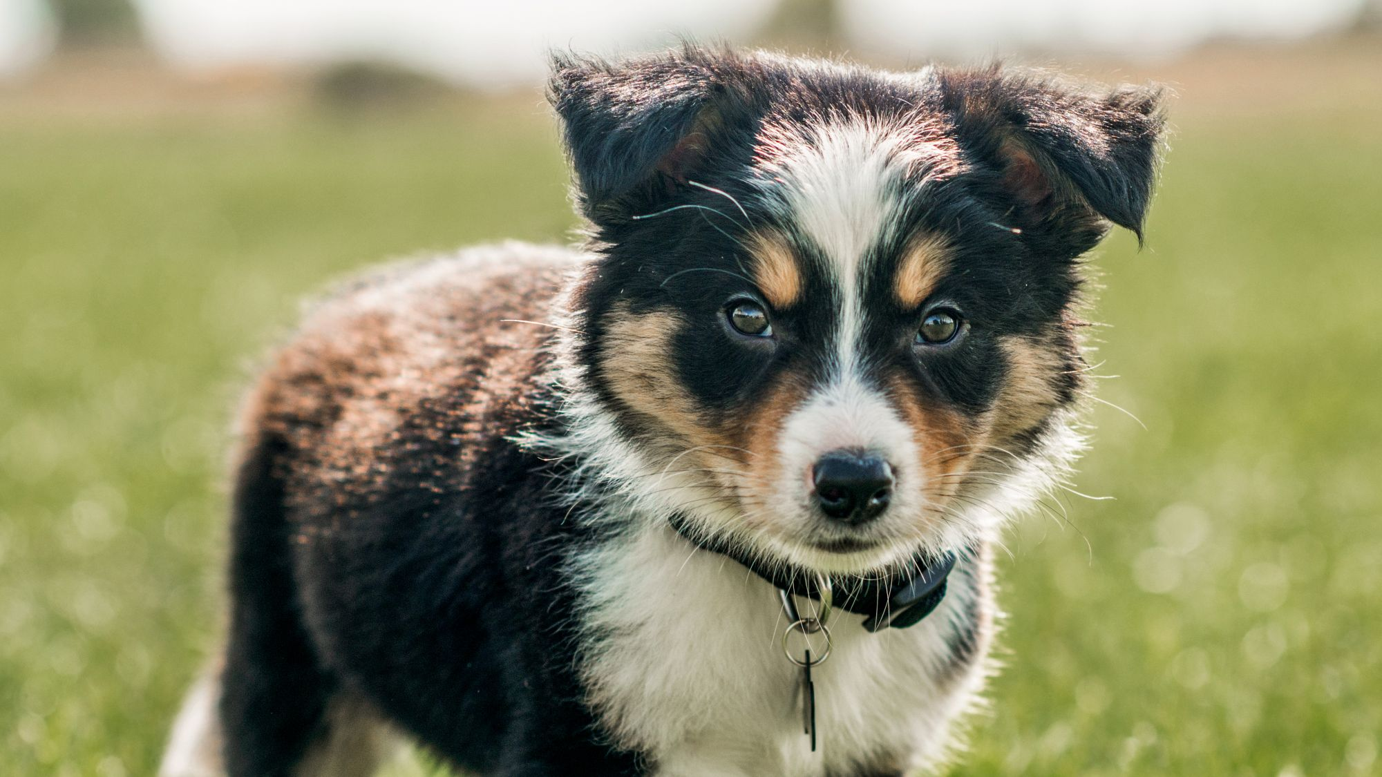 Border Collie puppy standing outdoors in grass