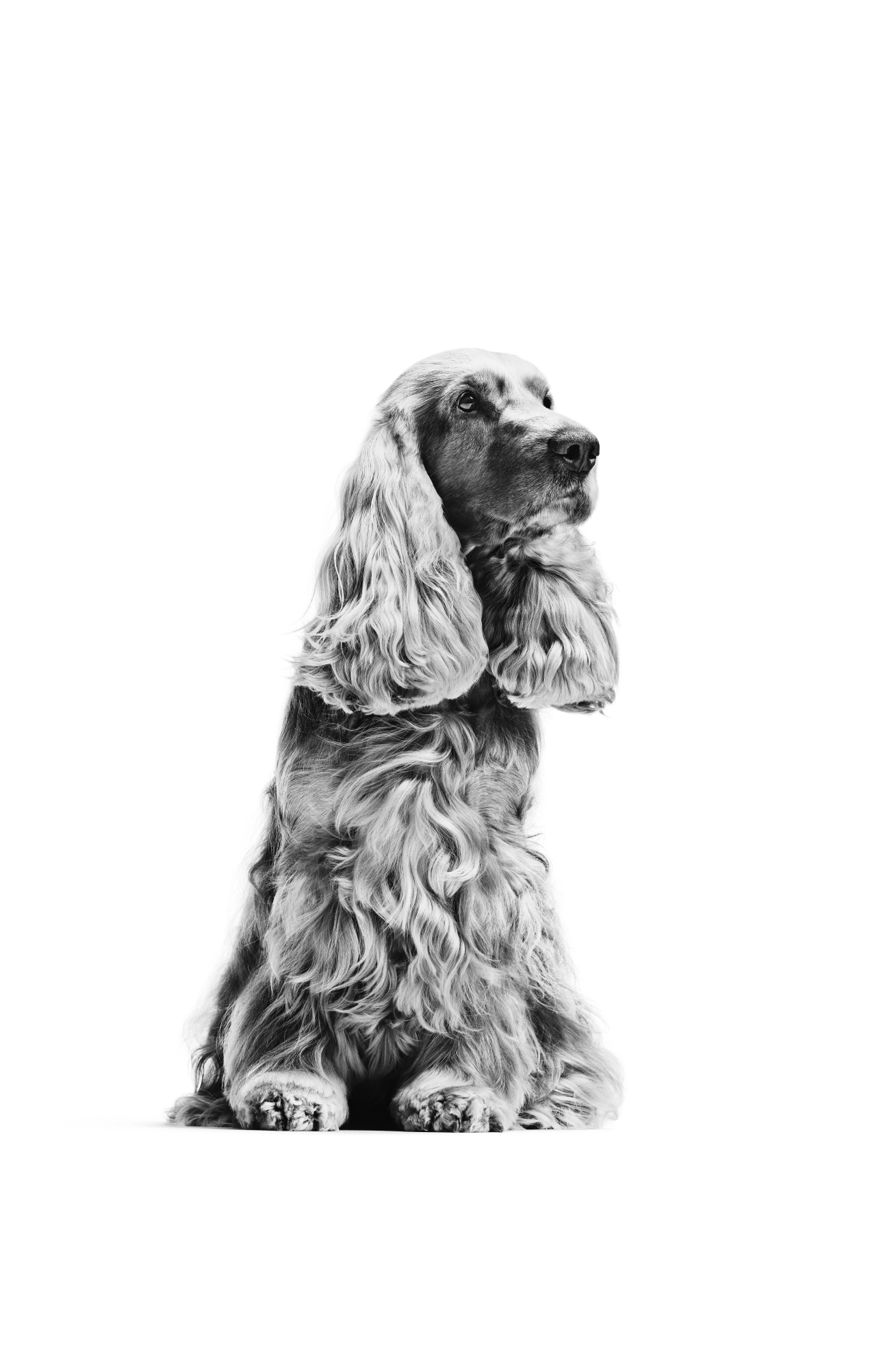 Cocker Spaniel adulto sentado, a preto e branco sobre um fundo branco