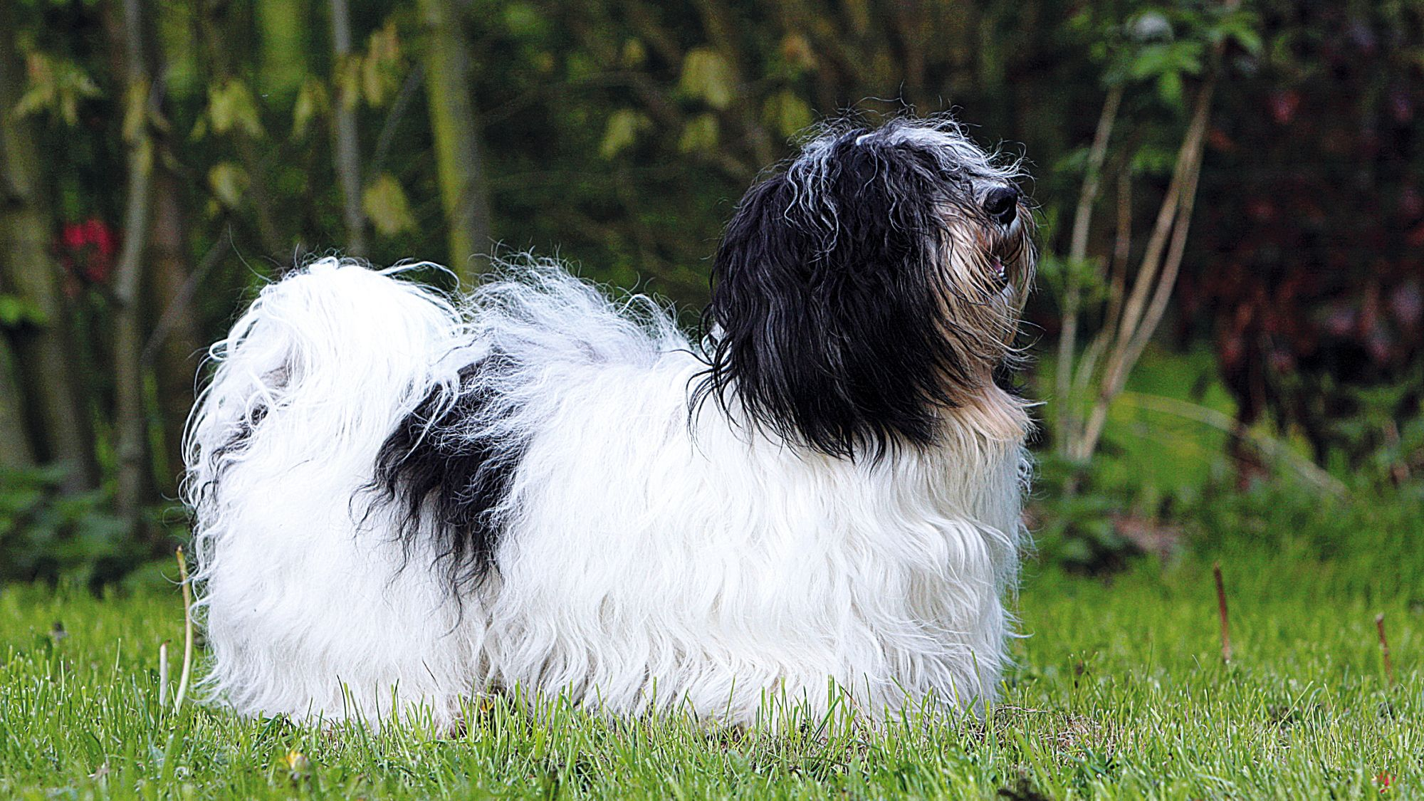 Side view of Havanese dog standing on grass