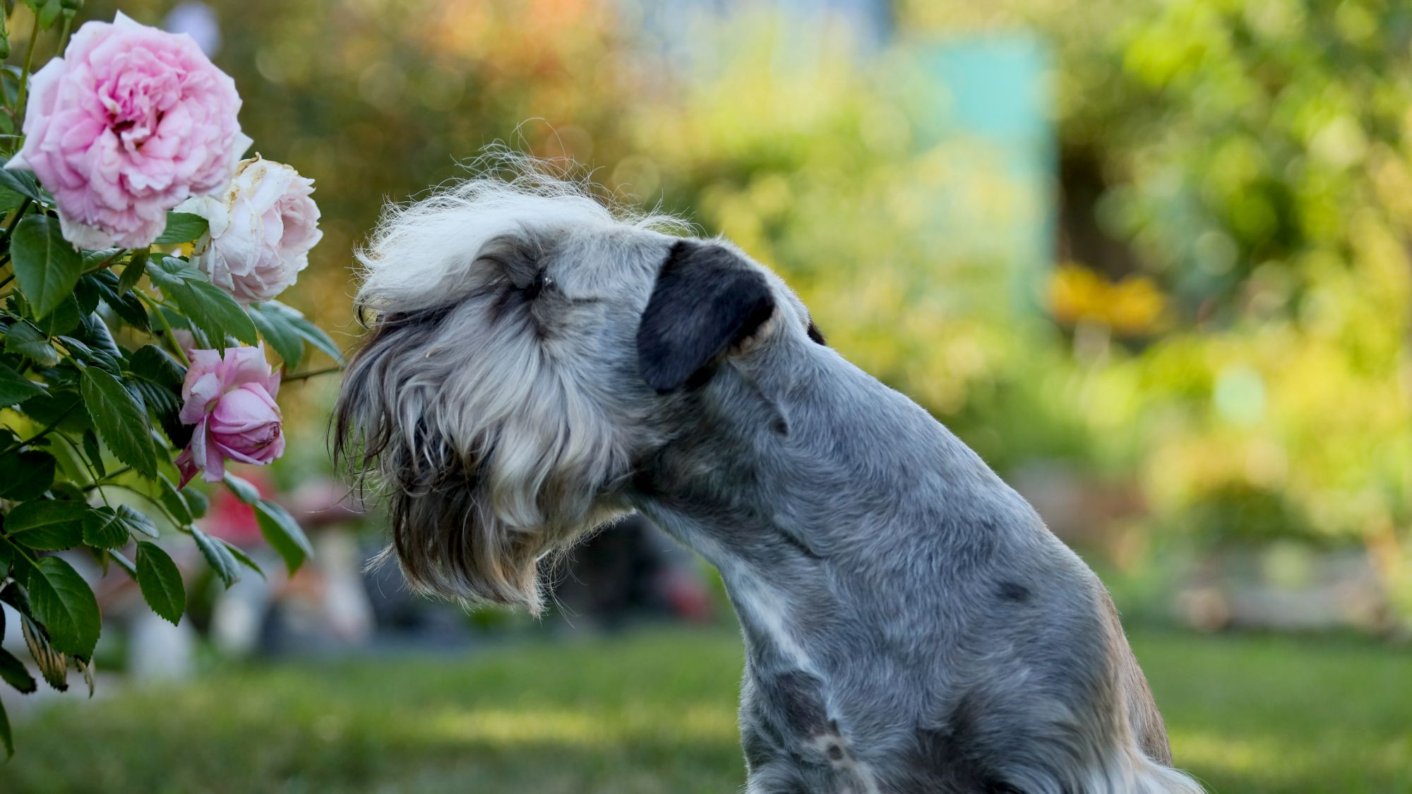 Side view of Cesky Terrier sniffing roses